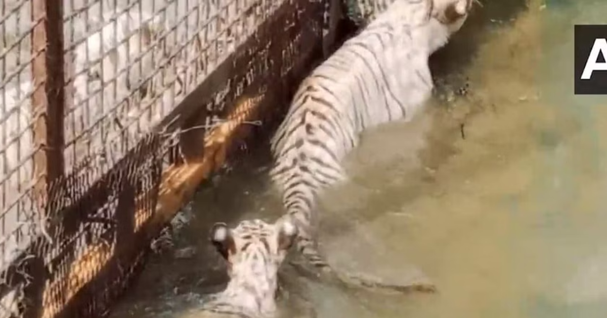 2-month-old white tiger 'Singham', released in Maitri Bagh Zoo in Chhattisgarh's Bhilai